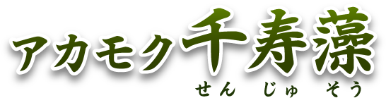 アカモク千寿藻