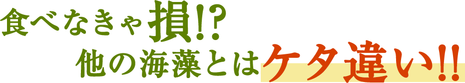 食べなきゃ損!?他の海藻とはケタ違い!!!