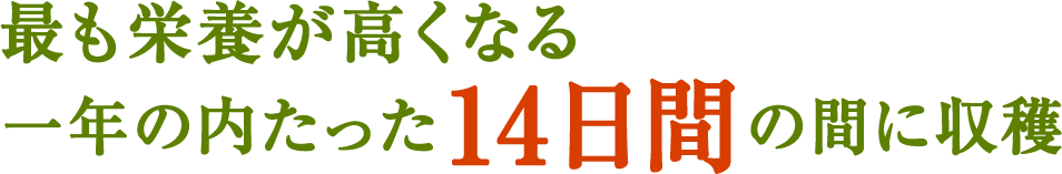 最も栄養が高くなる一年の内たった一四日間の間に収穫