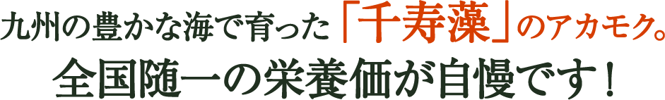 九州の豊かな海で育った「千寿藻」のアカモク。全国随一の栄養価が自慢です！